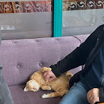 Photo n°1 de l'avis de Franziska.r fait le 03/12/2023 à 13:33 sur le  Restaurant Zur neuen Eiche“ im Hotel An der Hasenheide à Bentwisch