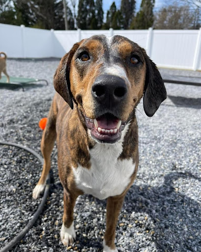 Rugged Oak Canine Camp