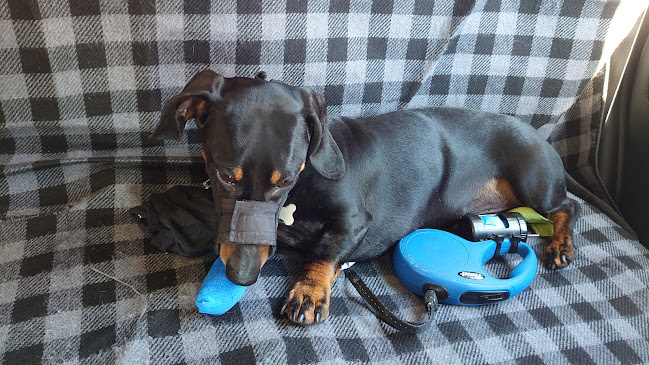 Dr. Farkas Patrícia Éva állatorvos, egzotikus szakállatorvos