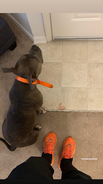 Misha's Pet Haven - Photo 4 - Car repair in , Richmond