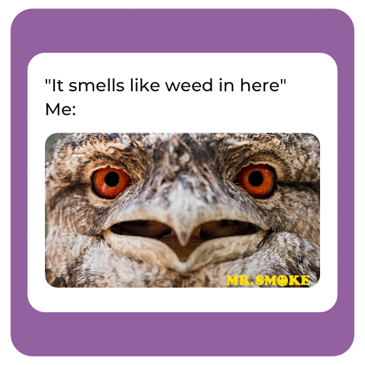 Tobacco Shop «Mr. Smoke», reviews and photos, 7313 Baltimore Ave d, College Park, MD 20740, USA