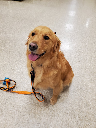 Pet Supply Store «PetSmart», reviews and photos, 9921 Pulaski Hwy, Baltimore, MD 21220, USA