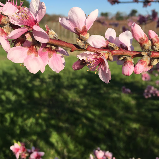 Winery «Heritage Vineyards», reviews and photos, 480 Mullica Hill Rd, Mullica Hill, NJ 08062, USA