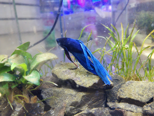 Pet Store «Aquarium», reviews and photos, 6410 Papermill Pl Way, Knoxville, TN 37919, USA