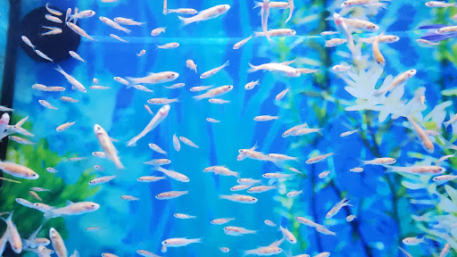 Pet Supply Store «Petco Animal Supplies», reviews and photos, 990 Brook Forest Ave, Shorewood, IL 60431, USA