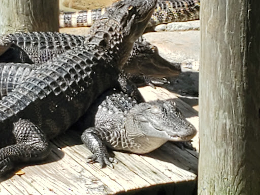 Miniature Golf Course «Congo River Golf», reviews and photos, 20060 US-19, Clearwater, FL 33764, USA