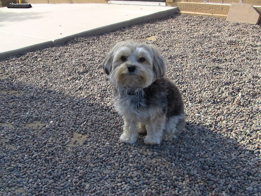 Pet Boarding Service «Bed & Biscuit Pet Resort», reviews and photos, 5525 AZ-69, Mayer, AZ 86333, USA