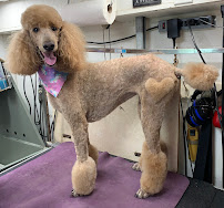 Fur de Leash Mobile Grooming - Photo 3 - Car repair in Metairie, LA, Metairie