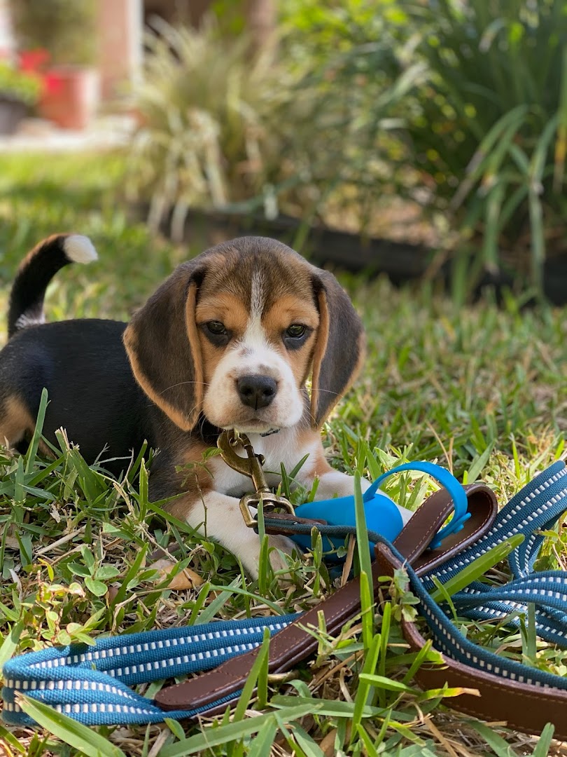 Coastal Dog Training