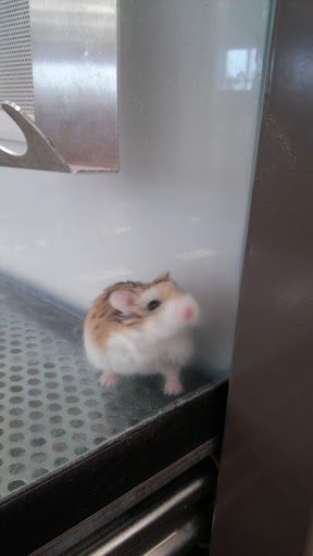 Pet Supply Store «Petco Animal Supplies», reviews and photos, 10060 US Highway 40 G-150, Ellicott City, MD 21042, USA