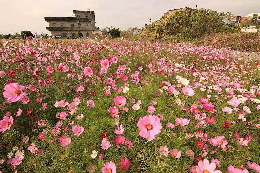 田中央的魚 的照片