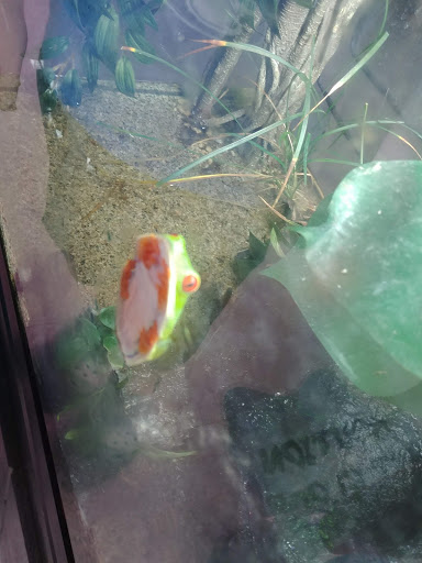 Pet Store «Fin-N-Feather», reviews and photos, 2931 F St, Eureka, CA 95501, USA