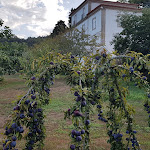 Photo n°14 de l'avis de Beltran.s fait le 30/08/2017 à 13:32 sur le  Quinta de Malta à Durrães