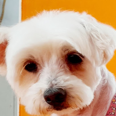 Taba peluqueria canina - Servicios para mascota en Palma