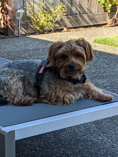 Fircrest Veterinary Hospital image