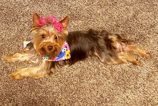 Pet Groomer «Glamour Pet Shop & Grooming», reviews and photos, 11401 Elam Rd, Balch Springs, TX 75180, USA