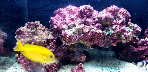 Pet Store «Petland», reviews and photos, 1514 Stonecreek Dr, Pickerington, OH 43147, USA