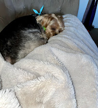 PetSmart - Photo 8 - Car repair in Greenbelt, MD, Washington