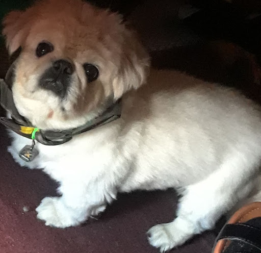 Pet Supply Store «PetSmart», reviews and photos, 211 W Alexander St A, Plant City, FL 33563, USA