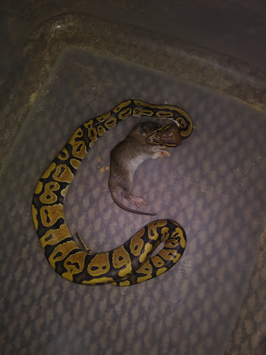 Reptile Store «An Exotic Reptile Pet Shop», reviews and photos, 3115 N 1st Ave, Tucson, AZ 85719, USA