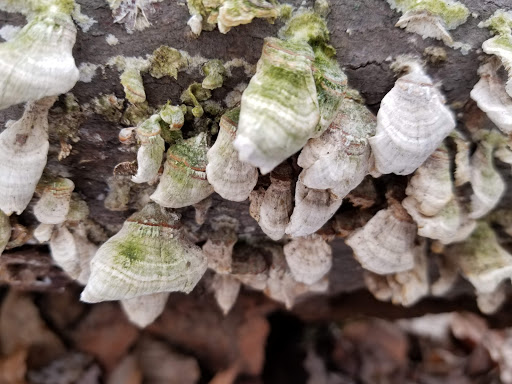 Nature Preserve «Lorrimer Sanctuary», reviews and photos, 790 Ewing Ave, Franklin Lakes, NJ 07417, USA