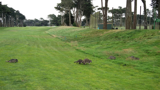 Golf Course «TPC Harding Park», reviews and photos, 99 Harding Rd, San Francisco, CA 94132, USA