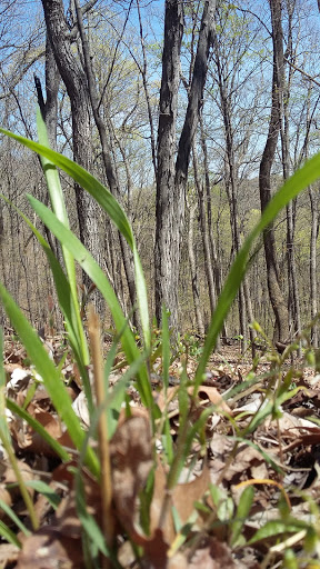 Nature Preserve «Engelmann Woods Natural Area», reviews and photos, 2360 Hwy D, Boles Township, MO 63304, USA