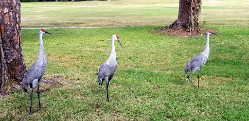 Golf Club «Sherwood Golf Club», reviews and photos, 4335 London Town Rd, Titusville, FL 32796, USA