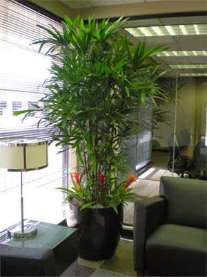 Indoor Plants and Bonsai Installation