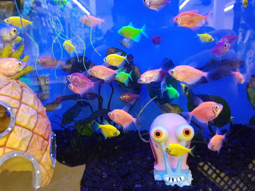 Pet Supply Store «Pet Supplies Plus», reviews and photos, 500 S St W, Raynham, MA 02767, USA