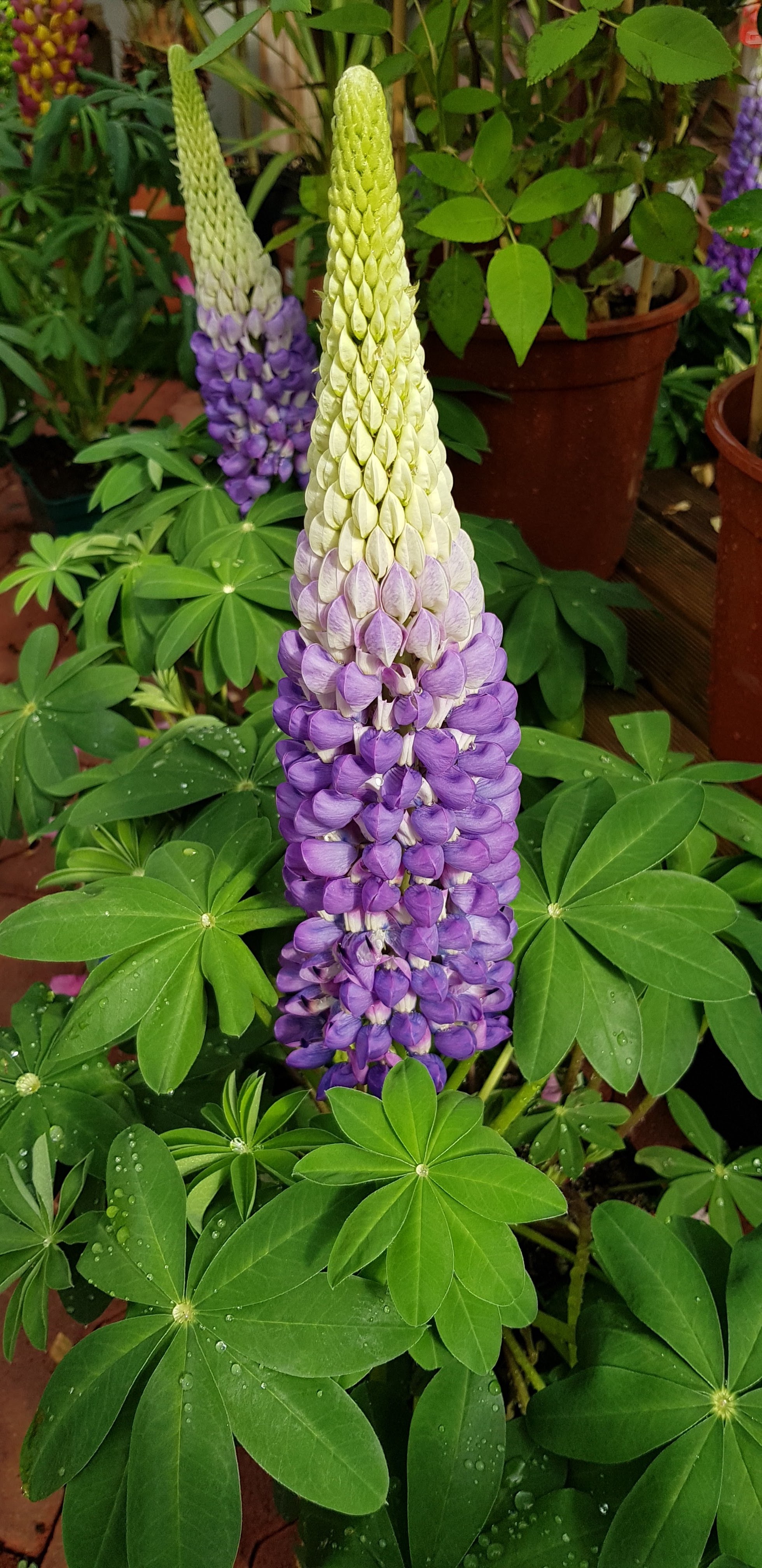 Photo n° 1 de l'avis de Cyril.m fait le 12/05/2018 à 20:31