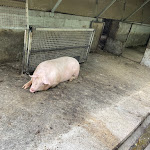 Photo n°6 de l'avis de fili.a fait le 14/10/2022 à 12:37 sur le  Agriturismo Fattoria Pasqué à Casale Litta