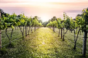 Natchez Hills Vineyard and Winery image