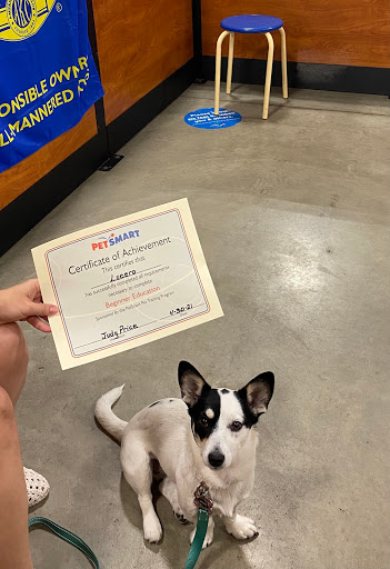 Pet Supply Store «PetSmart», reviews and photos, 1115 Vidina Pl, Oviedo, FL 32765, USA