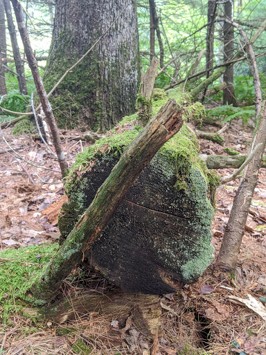 Museum «Dorflinger Glass Museum», reviews and photos, 37 Suydam Dr, White Mills, PA 18473, USA