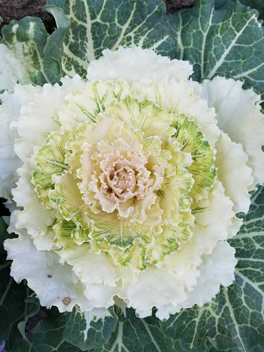 Plant Nursery «San Gabriel Nursery & Florist», reviews and photos, 632 S San Gabriel Blvd, San Gabriel, CA 91776, USA