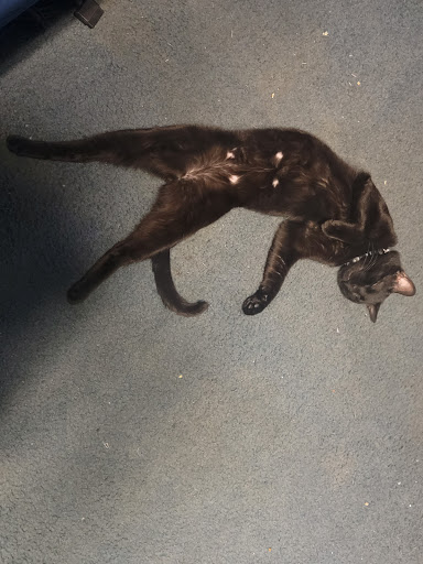 Pet Supply Store «PetSmart», reviews and photos, 181 Wilson Ave, Hanover, PA 17331, USA