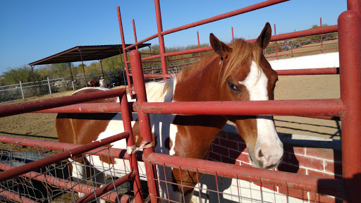 Red Dogs Express Inc