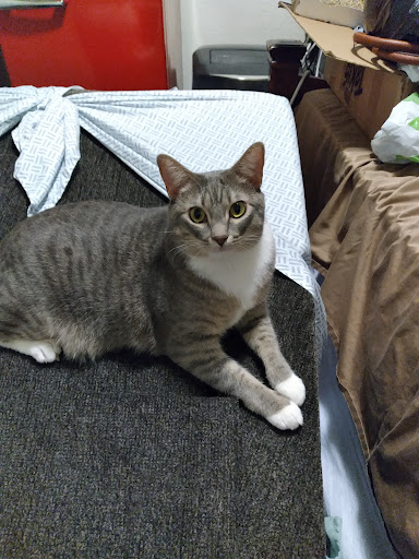 Pet Supply Store «PetSmart», reviews and photos, 1196 W Olive Ave, Merced, CA 95348, USA