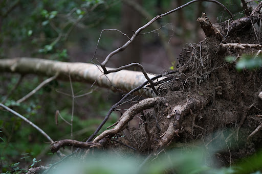 Park «Government Island», reviews and photos, 191 Coal Landing Road, Stafford, VA 22554, USA