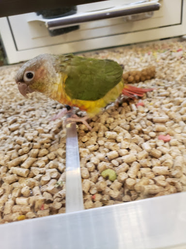 Pet Supply Store «PetSmart», reviews and photos, 4240 S Mooney Blvd, Visalia, CA 93277, USA