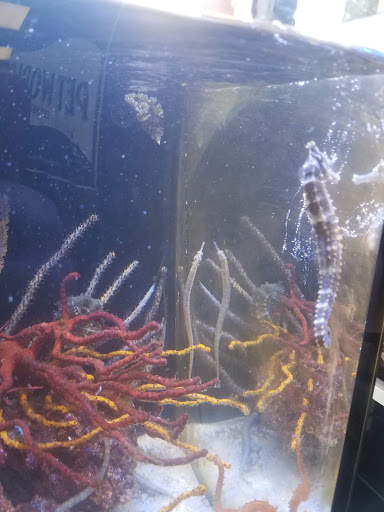 Pet Store «Pet World», reviews and photos, 891 Harriman Pl, San Bernardino, CA 92408, USA