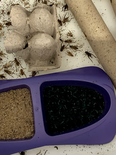 Pet Supply Store «Pet Supermarket», reviews and photos, 3848 Sun City Center Blvd Suite 107, Ruskin, FL 33573, USA