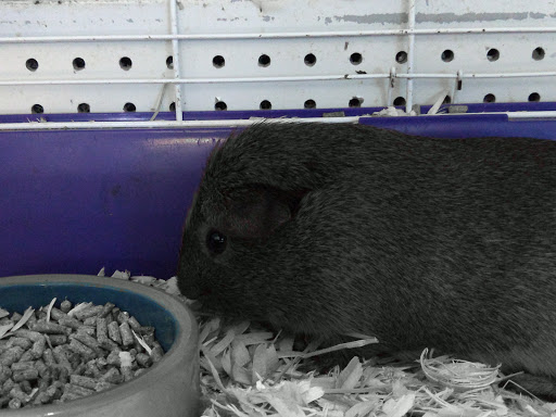 Pet Store «Pet Cove», reviews and photos, 820 E Center St, Kingsport, TN 37660, USA