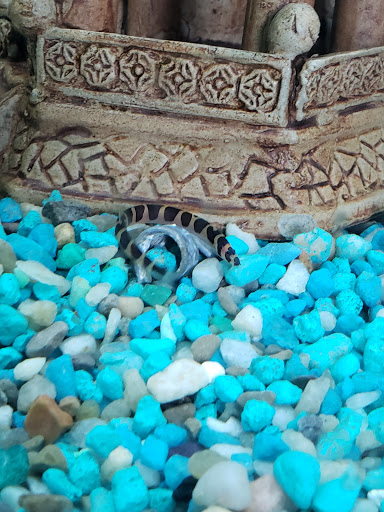 Pet Supply Store «Pet Station Jackson», reviews and photos, 1617 E Michigan Ave, Jackson, MI 49202, USA