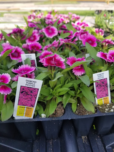 Florist «Lyndhurst Florist», reviews and photos, 5268 Mayfield Rd, Lyndhurst, OH 44124, USA