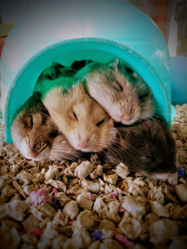 Pet Store «Petland», reviews and photos, 977 E State St, Athens, OH 45701, USA