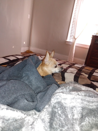 Pet Supply Store «PetSmart», reviews and photos, 4120 E 4th St, Ontario, CA 91764, USA