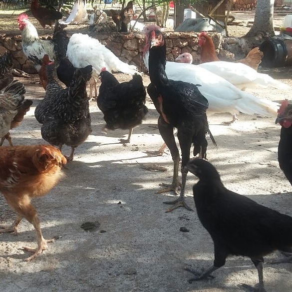 Best Kuloirer Chickens farming In Zanzibar