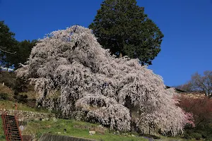 Kuyoto Weeping Cherry Tree image